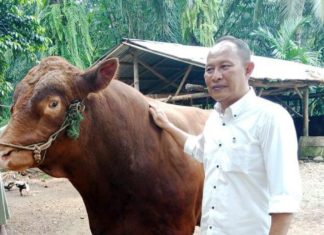 Sapi Limosin Bantuan Presiden Siap Disembelih di Masjid Baitul Falihin Seluma