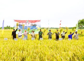 Panen Raya Padi di Dusun Besar, Pemkot Bengkulu Optimistis Capai Target Tanam 1.160 Hektare