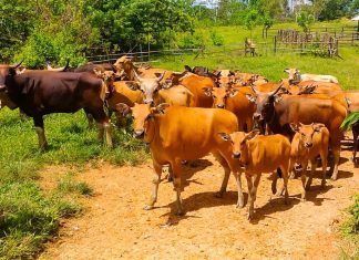Pemkot Bengkulu Siapkan Hewan Kurban untuk Masjid Menjelang Iduladha 1446 H