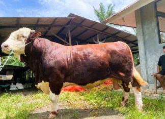 Jelang Idul Adha, Mukomuko Dapat Sapi Kurban 1,3 Ton dari Presiden