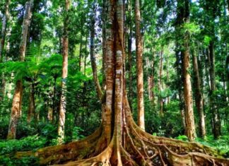 Menjelajah Hutan Madapi, Surga Hijau di Kaki TNKS Rejang Lebong