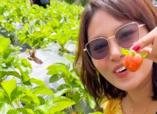 Wisata Petik Stroberi di Curup, Seru dan Edukatif saat Liburan