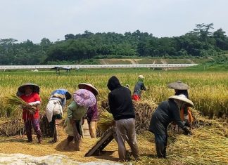 Pemerintah Pacu Penyerapan Gabah Meski Stok Beras Nasional Melimpah