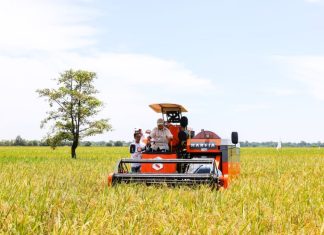Produksi Beras Indonesia Tembus 34,6 Juta Ton, Tertinggi di ASEAN