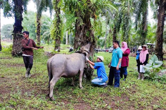 Kasus kematian mendadak ternak