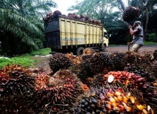 Harga TBS Sawit di Mukomuko Terus Meningkat, Tertinggi Capai Rp2.840 per Kilogram
