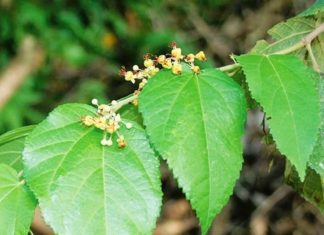 Ini 4 Jenis Tanaman Obat, Solusi Alami untuk Mengurangi Lemak Perut