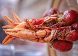 Udang Selingkuh, Primadona Kuliner Eksotis dari Wamena Papua