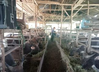 Pemkot Bengkulu Perketat Pengawasan Kesehatan Hewan Kurban Idul Adha 1446 H
