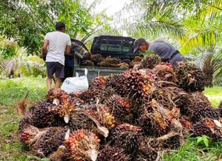 Harga TBS Sawit di Bengkulu Utara Turun, Petani Harus Jaga Kualitas Panen