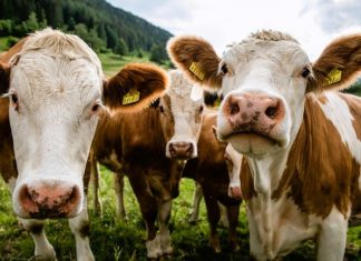 Presiden Prabowo Sumbang 11 Sapi Kurban ke Bengkulu, Dibagikan Secara Merata