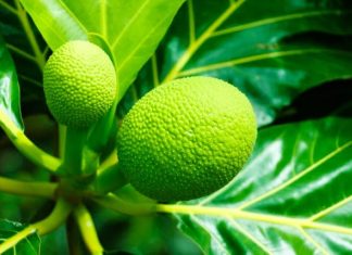 Terbukti Ilmiah, Ini 7 Manfaat Daun Sukun untuk Kesehatan Jantung