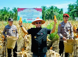 Perkuat Ketahanan Pangan, Bengkulu Panen 3.320 Ton Jagung