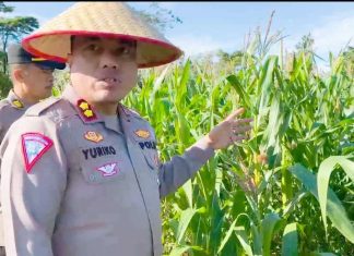 Kapolres Kaur Tinjau Langsung Pelaksanaan Program Ketahanan Pangan