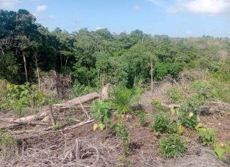 Hutan Negara Dijual dan Dikonversi Jadi Kebun Sawit, Pengawasan Dipertanyakan