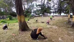 Pemkot Bengkulu Galakkan Gerakan Menanam Buah di Pantai Panjang