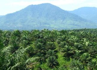 PT SIL Diduga Rambah Hutan, APH Bengkulu Dinilai Tutup Mata