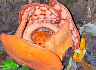 Penantian 13 Tahun, Aktivis Bengkulu Akhirnya Menemukan Rafflesia Hasseltii di Sumatera Barat