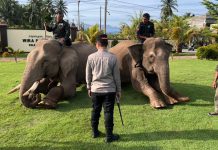 Sinergi Polri dan BKSDA : Gajah Dikerahkan Bersihkan Material Banjir di Pidie Jaya