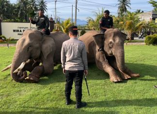 Sinergi Polri dan BKSDA : Gajah Dikerahkan Bersihkan Material Banjir di Pidie Jaya