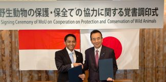 Program Breeding Loan, Komodo Dipinjamkan Indonesia ke Jepang